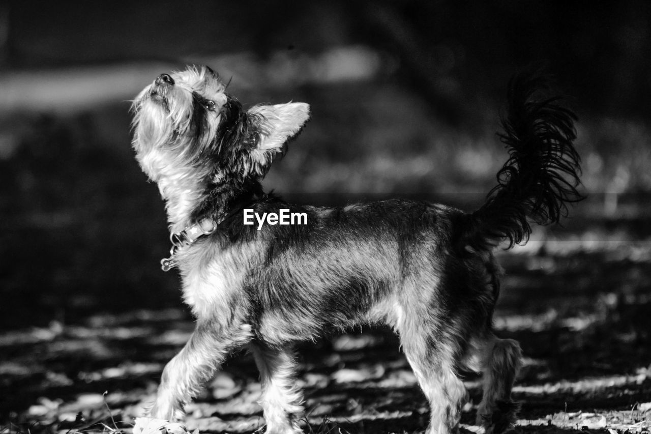 CLOSE-UP OF DOG LOOKING AWAY