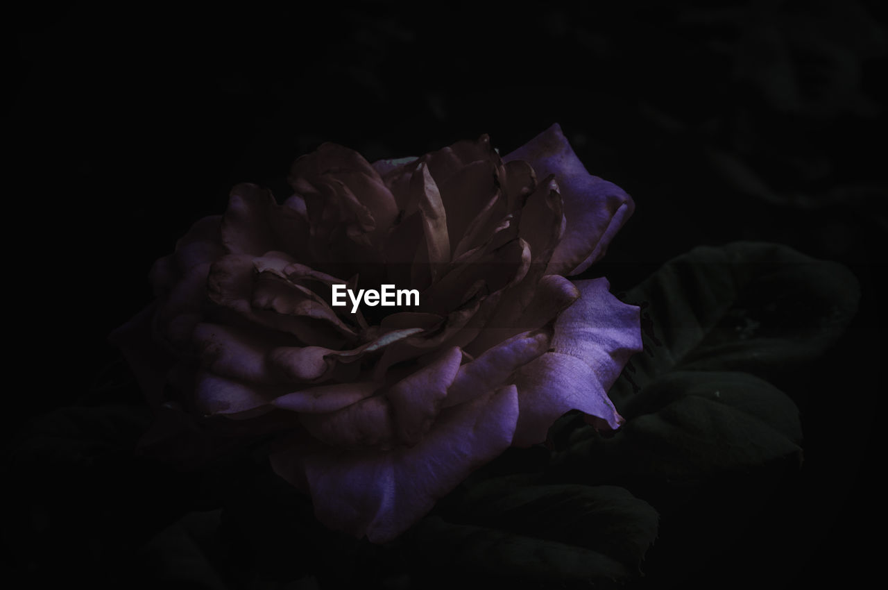 Close-up of flower at night