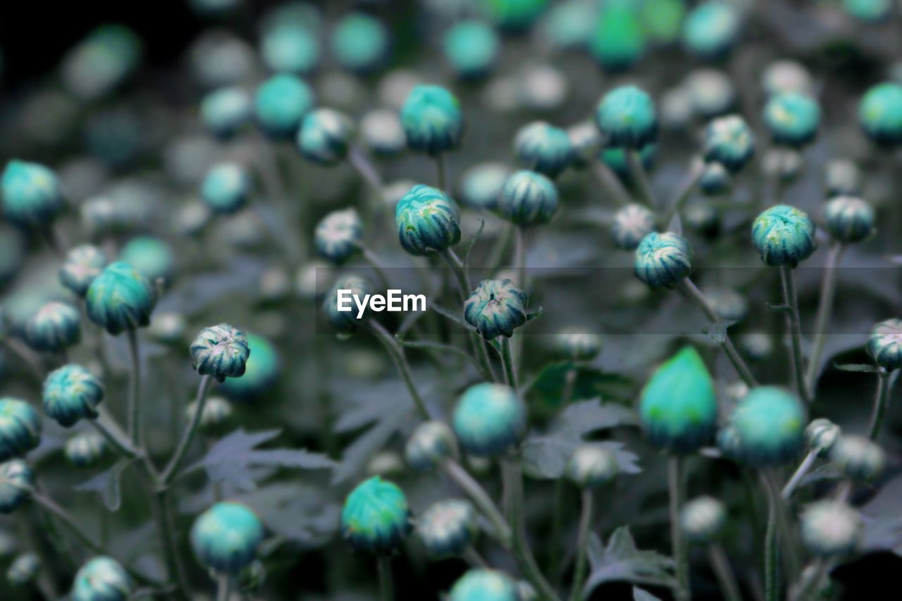 High angle view of flower buds growing on field