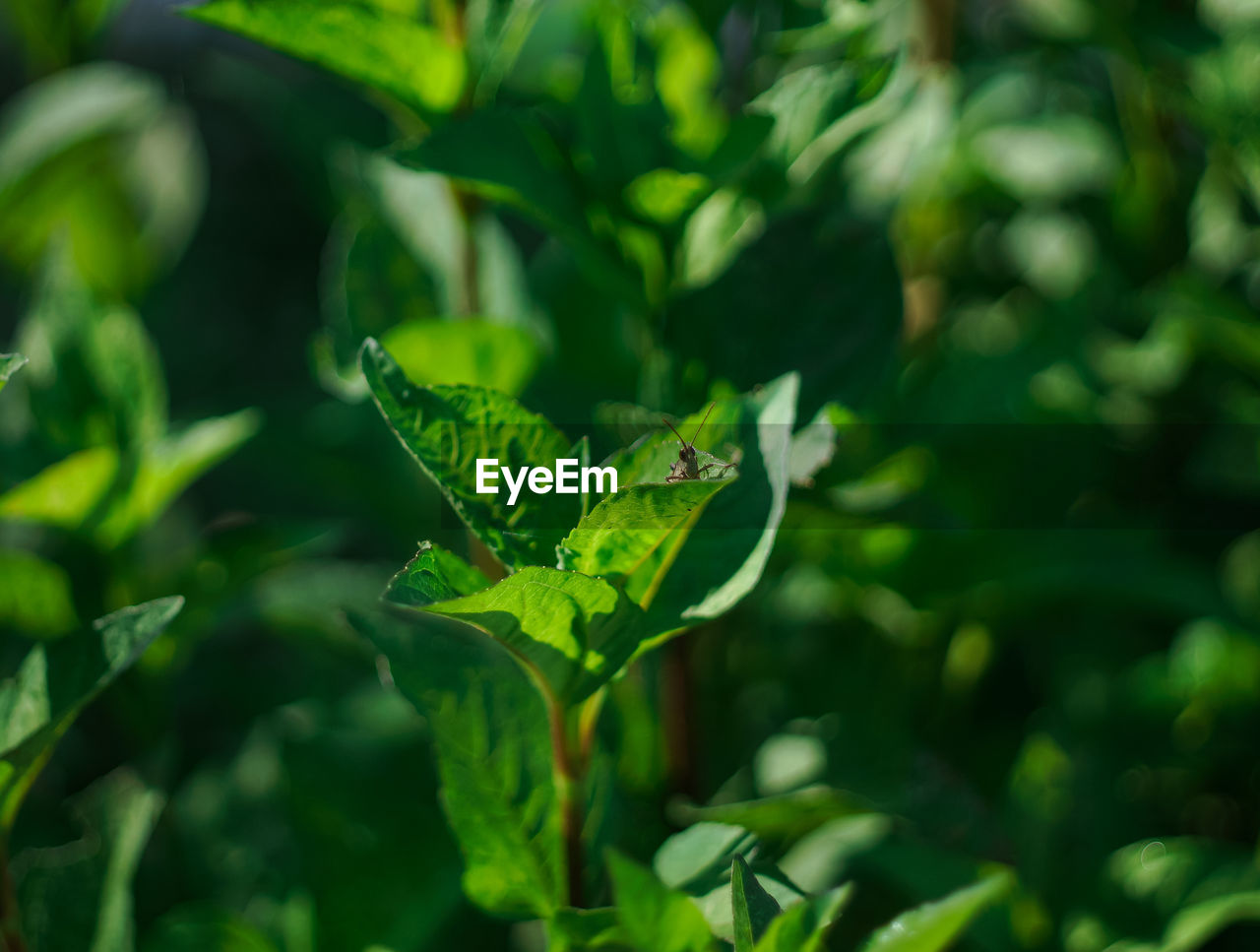 CLOSE-UP OF GREEN LEAVES