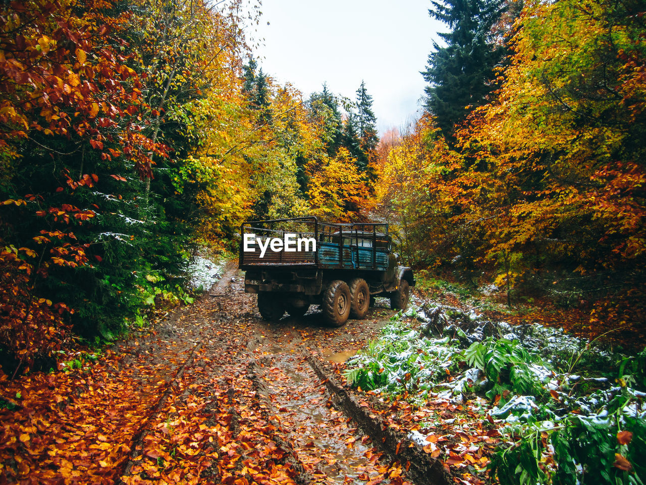 Trees in forest during autumn