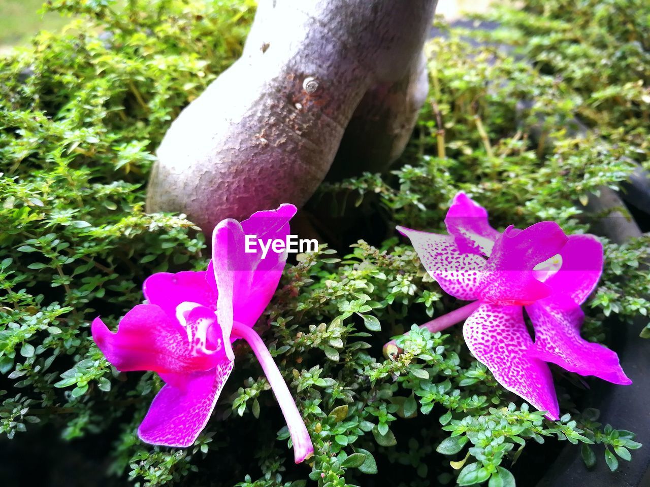CLOSE-UP OF PINK PURPLE FLOWER