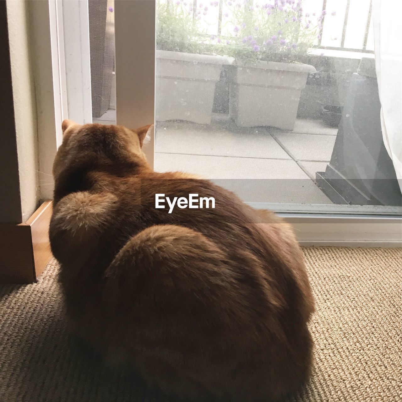 CAT RELAXING ON WINDOW
