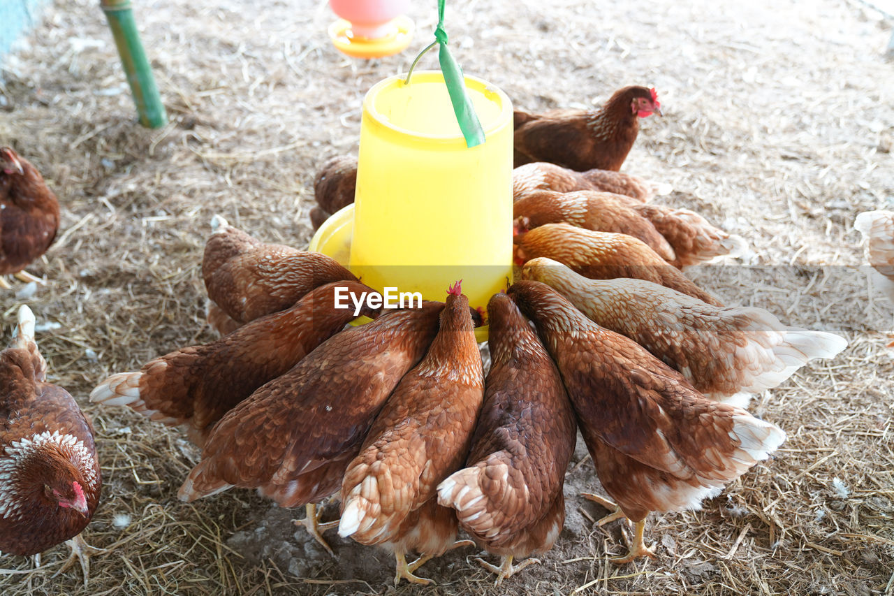 Bird flu, farm chickens, h5n1 h5n6 avian influenza