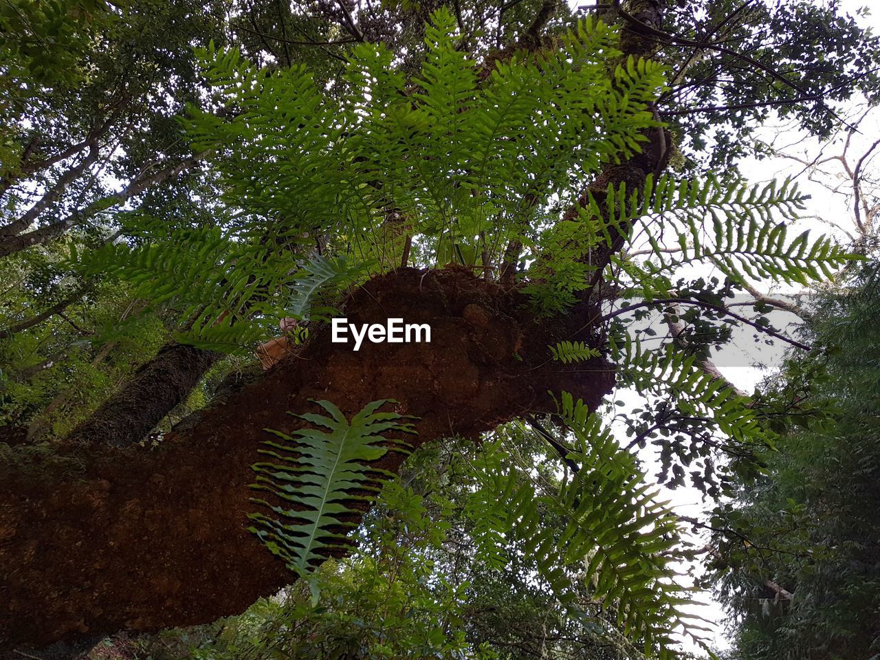 LOW ANGLE VIEW OF TREES AT FOREST