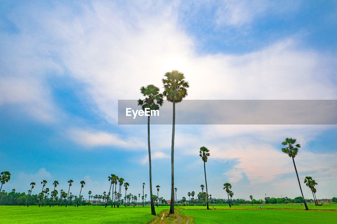 Scenic view of grassy field against sky sugar plum