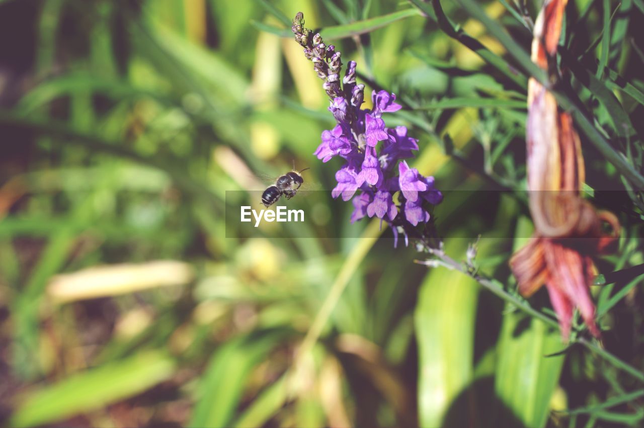 Close-up of insect and flowers against blurred background