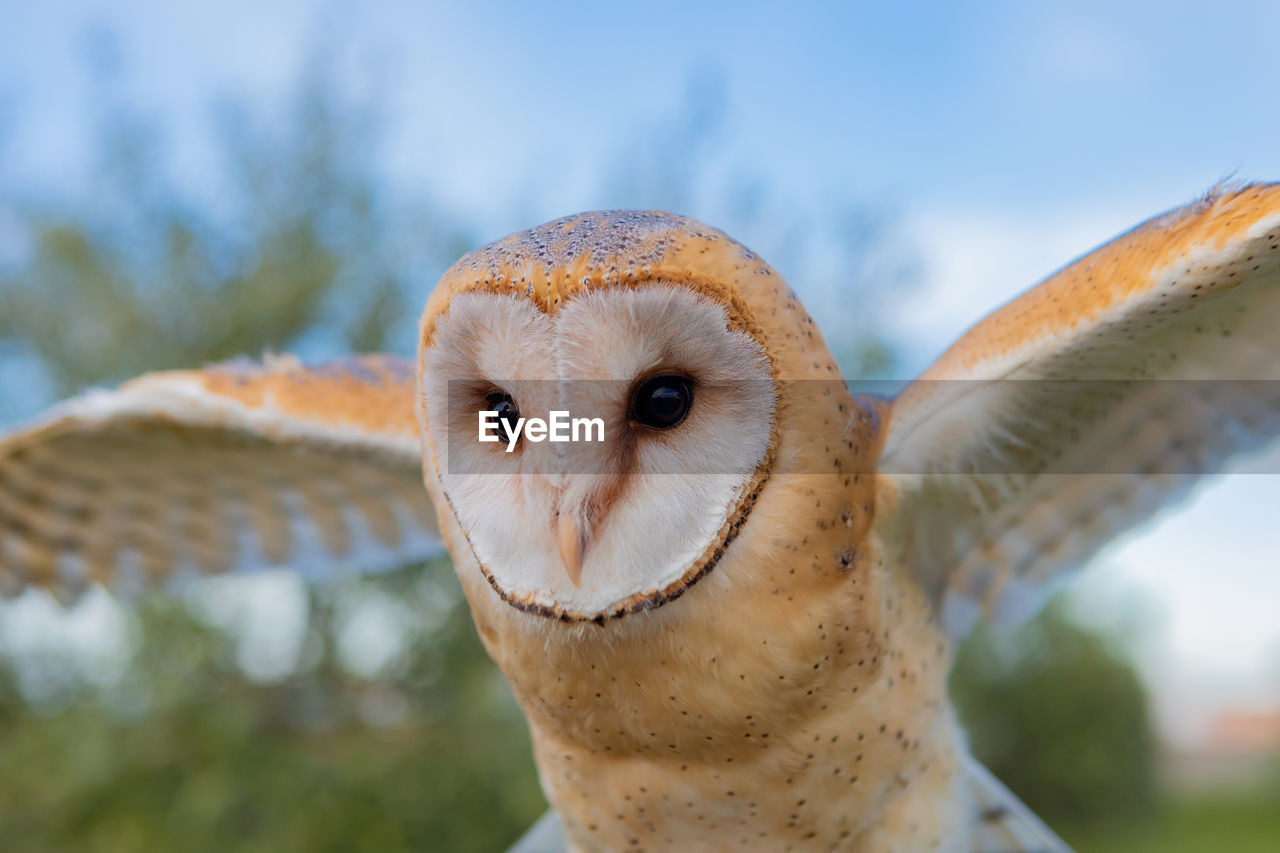 CLOSE-UP OF A BIRD