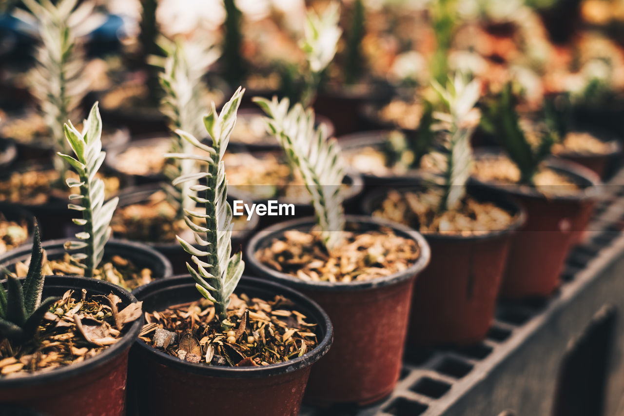 Close-up of potted plants on table