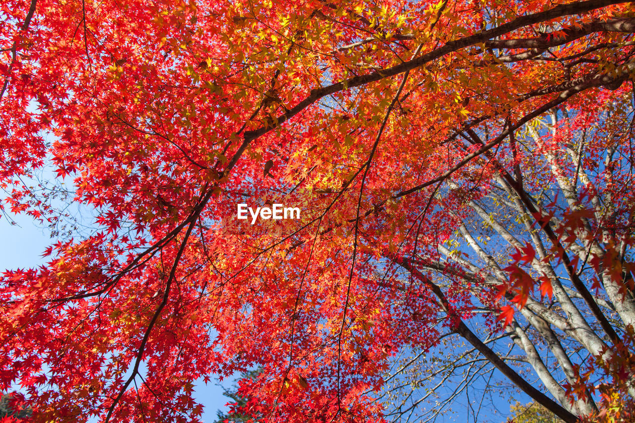 LOW ANGLE VIEW OF RED MAPLE TREE AGAINST SKY
