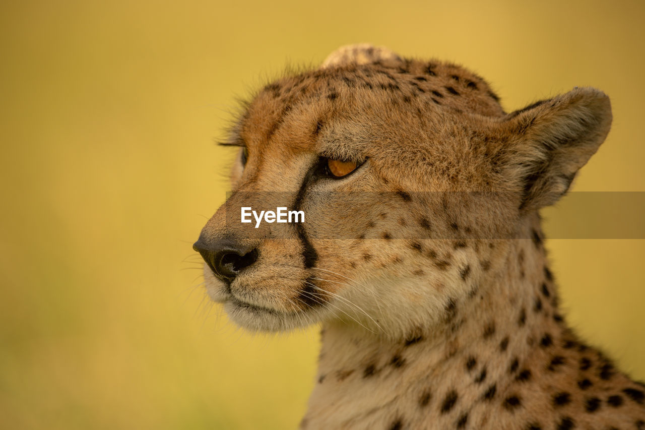 Close-up of cheetah facing left in shade