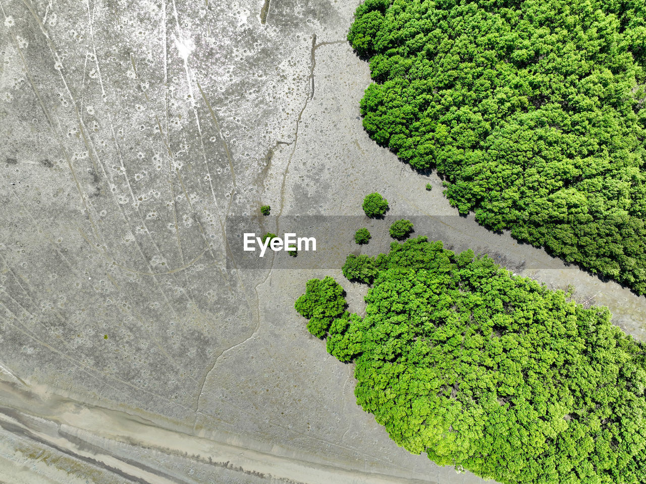 green, soil, plant, growth, no people, day, nature, high angle view, outdoors, beauty in nature, road surface, grass, land, leaf, tree, pattern, tranquility, wall, wall - building feature