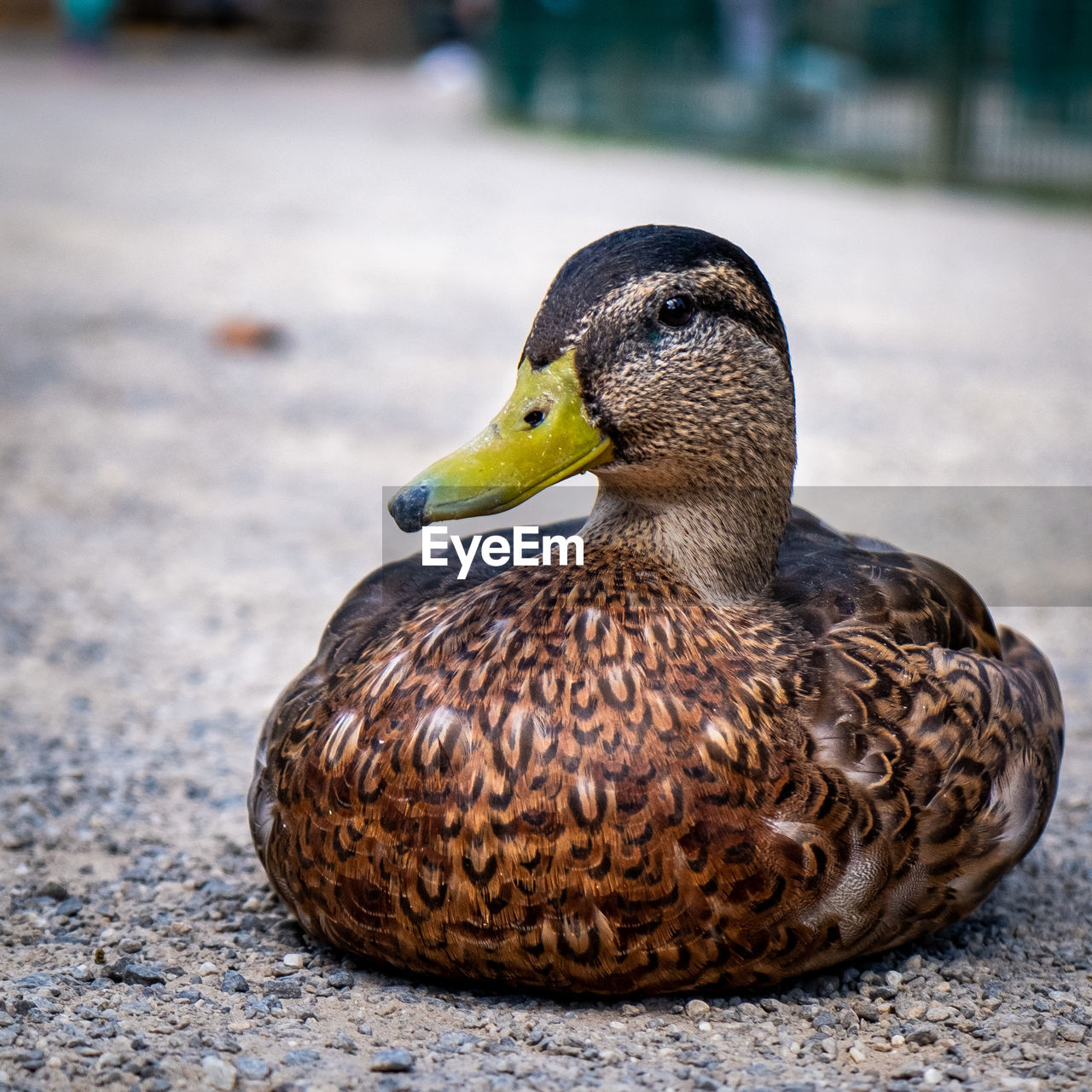 Close-up of a duck