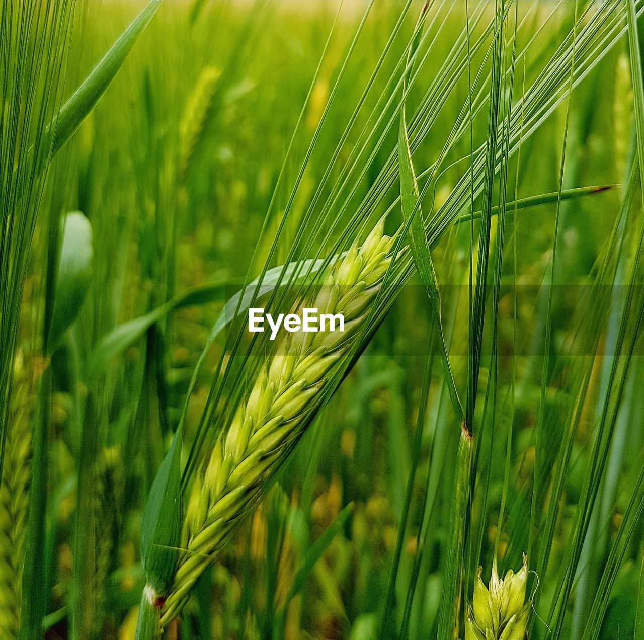 Close-up of wheat growing on field