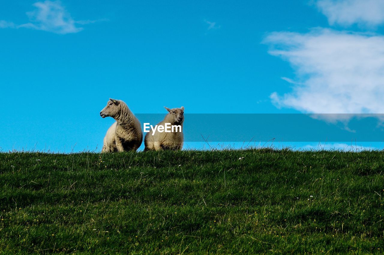 Sheep in a field