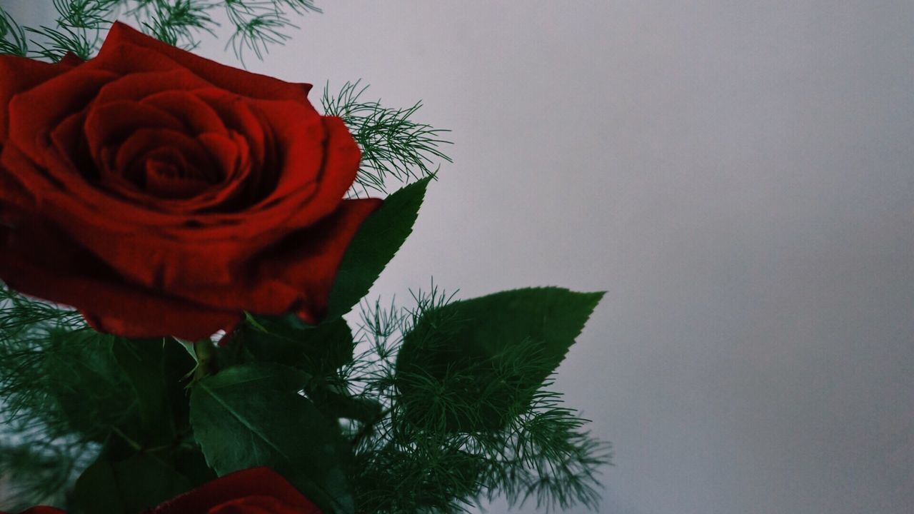 CLOSE-UP OF ROSE PLANT