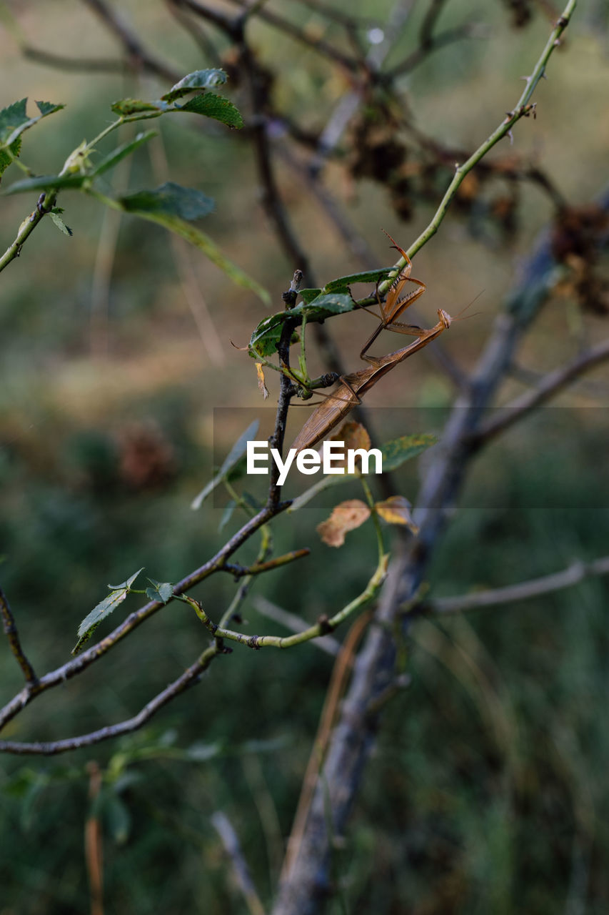 CLOSE-UP OF DEAD PLANT ON TREE