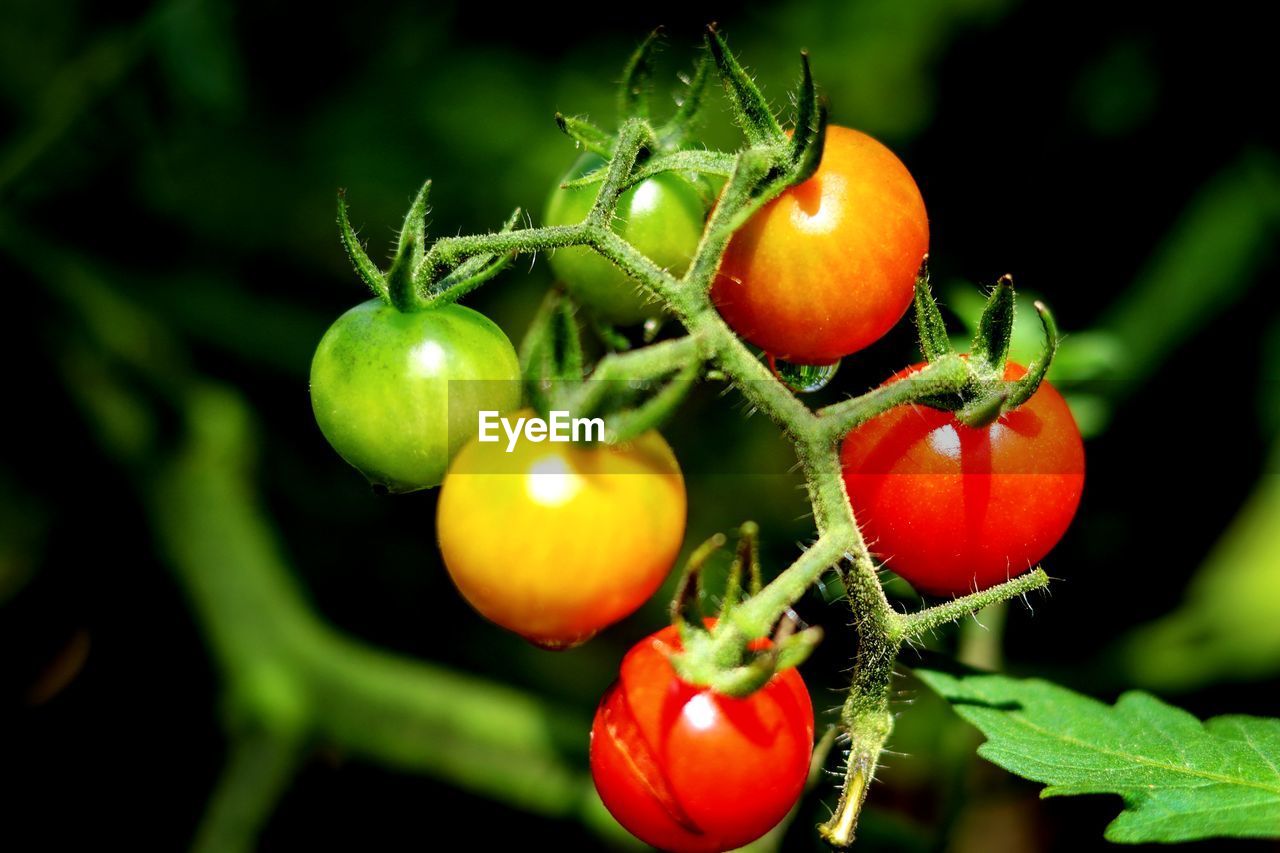 Close-up of tomatoes on plant