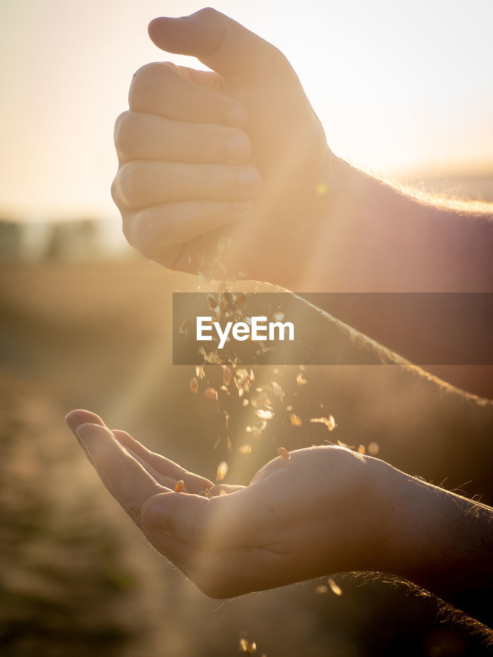 Man pouring wheat grains from one hand to another