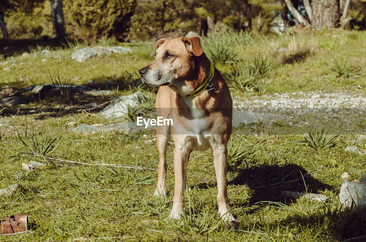 DOG ON GRASS FIELD