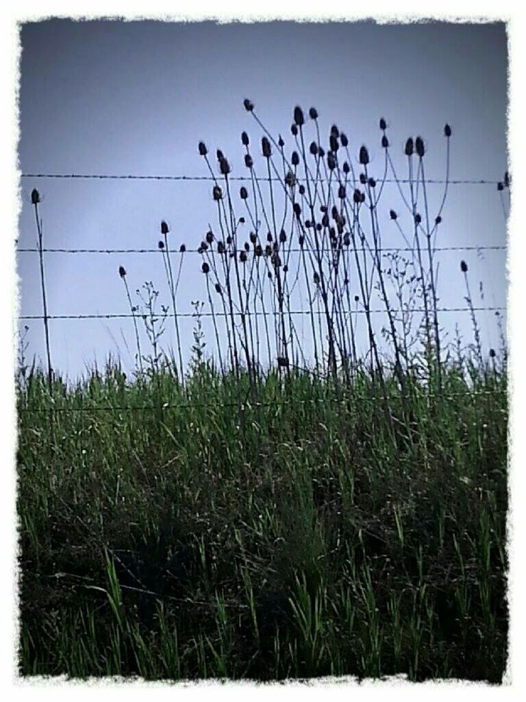 TREES ON GRASSY FIELD