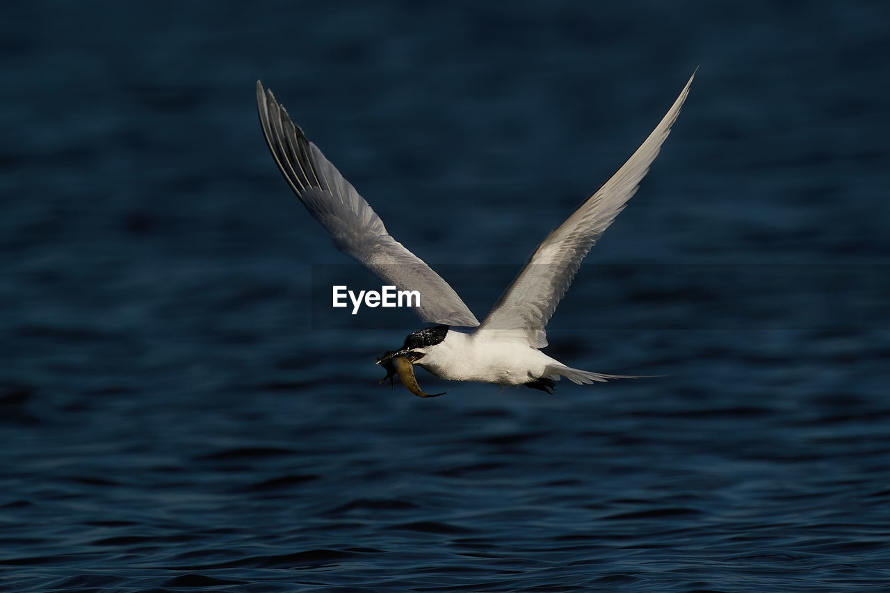 SEAGULL FLYING IN A SEA