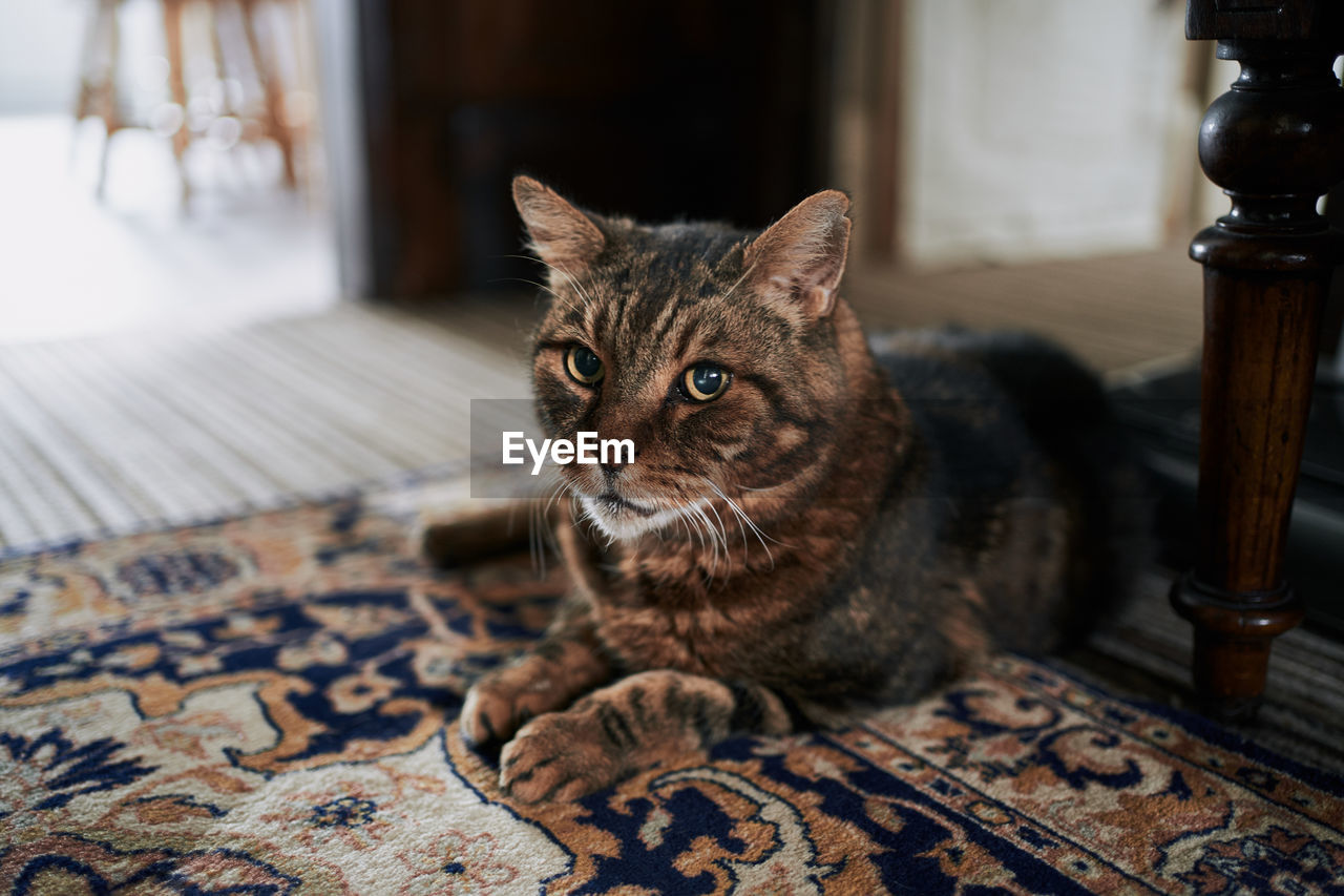 PORTRAIT OF CAT SITTING ON FLOOR