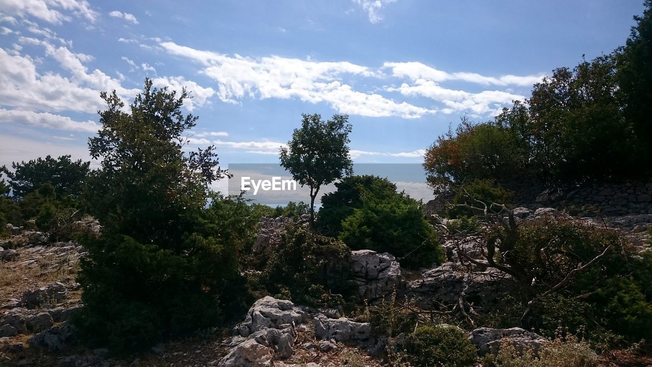 TREES ON LANDSCAPE AGAINST SKY