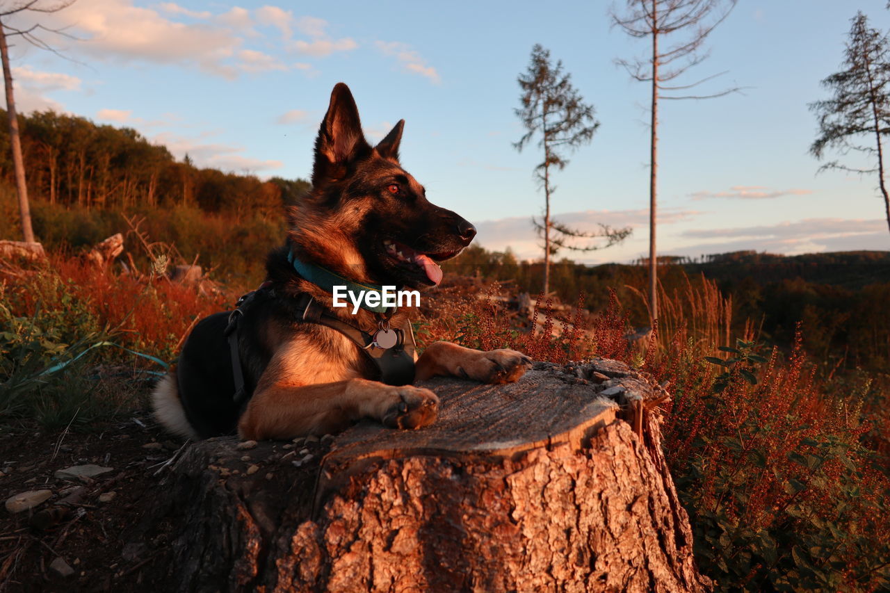 Dog sitting on a field