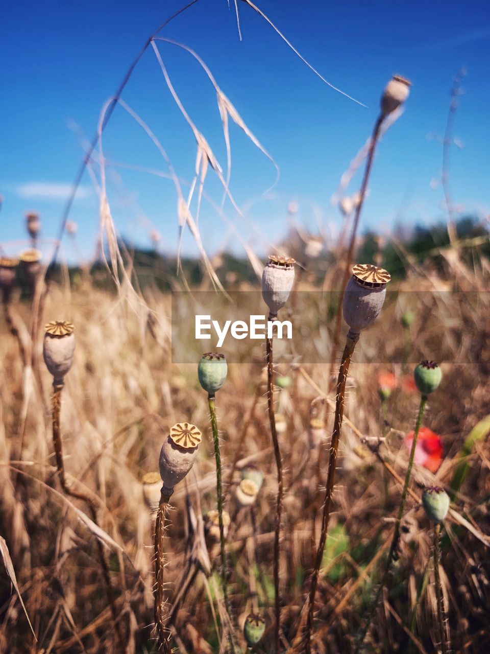 Close-up of flowering plants on field against sky