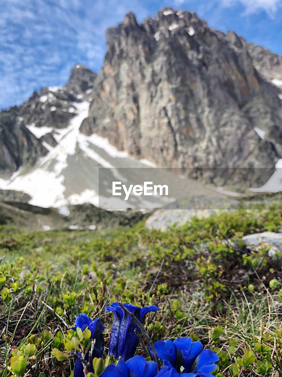 CLOSE-UP OF ROCKY MOUNTAIN