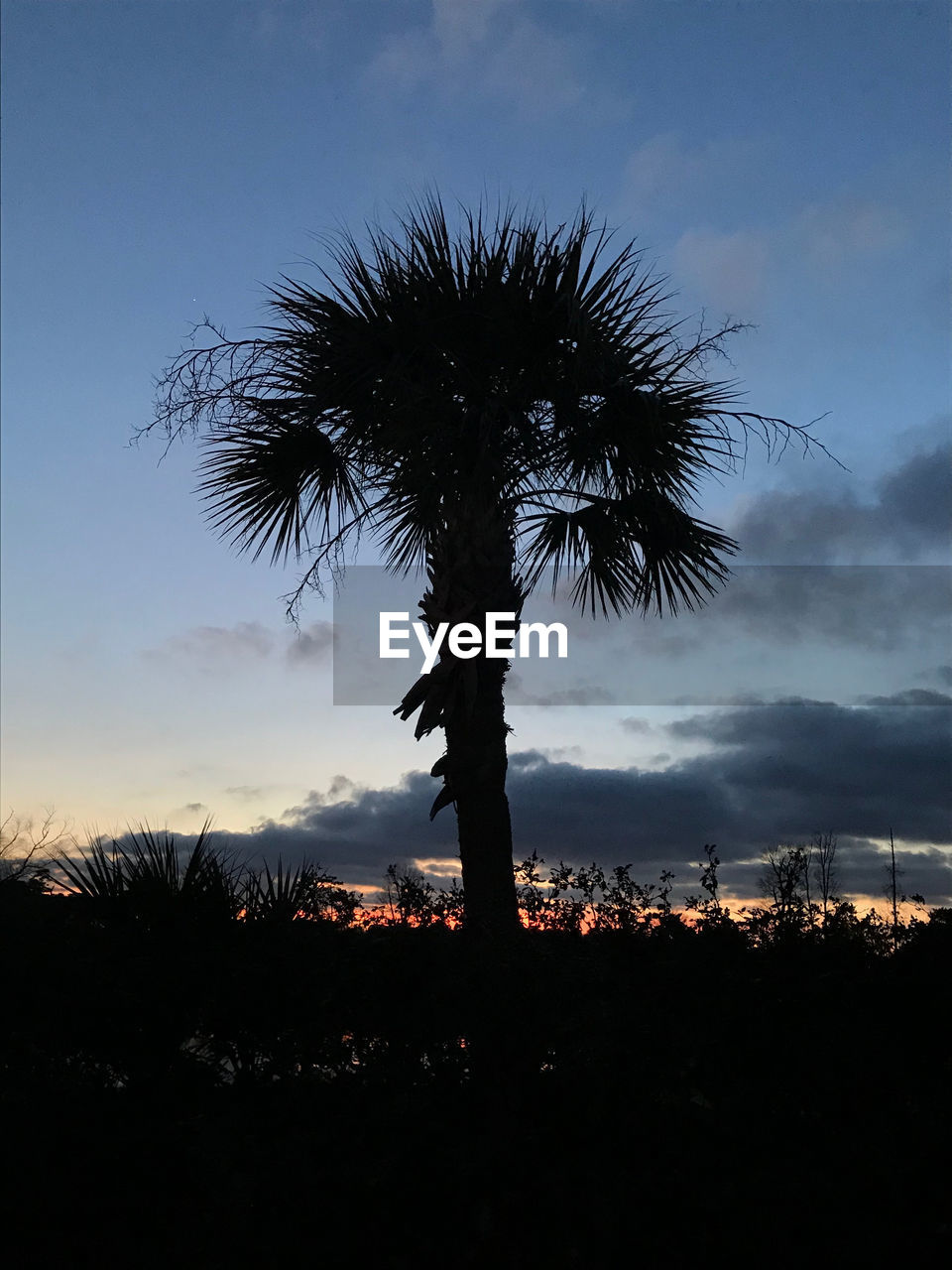 SILHOUETTE TREES AGAINST SKY DURING SUNSET