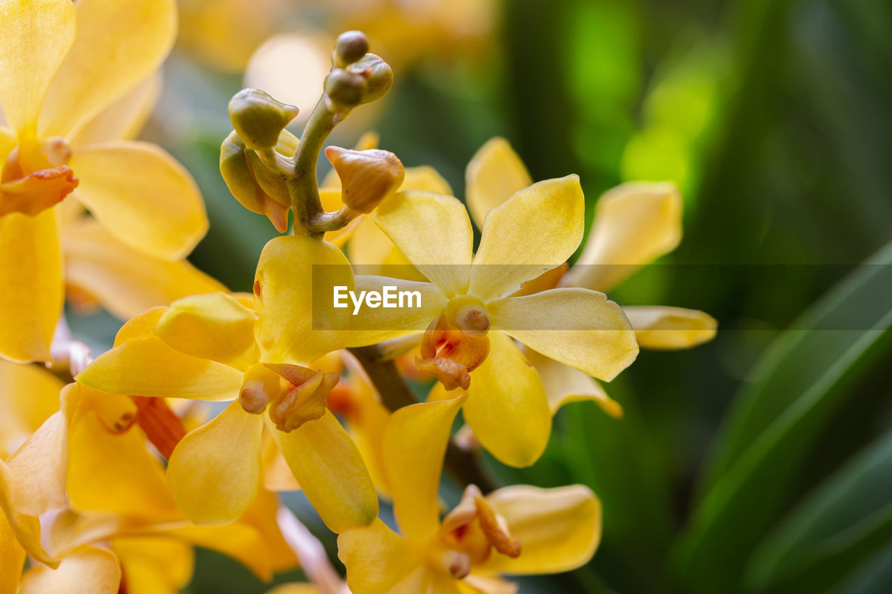 CLOSE-UP OF FLOWERING PLANT