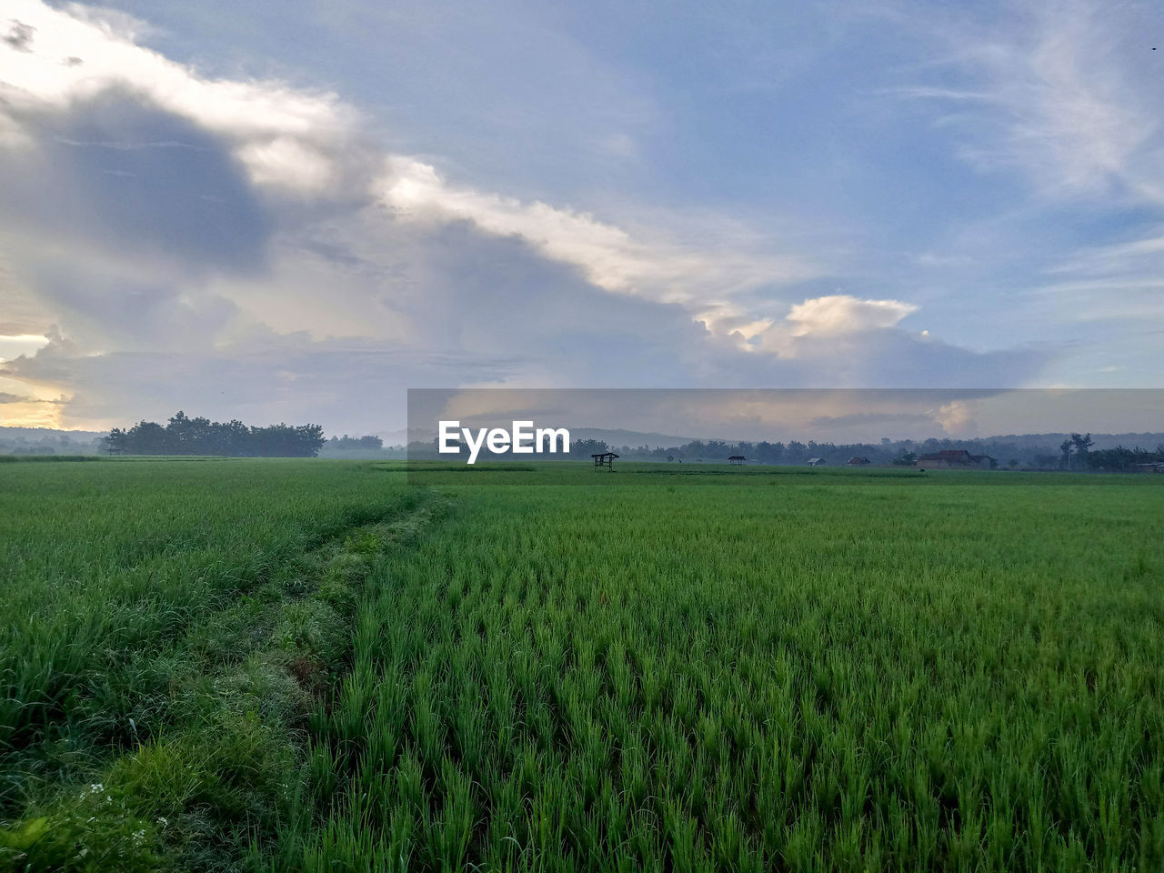 SCENIC VIEW OF FARM FIELD AGAINST SKY