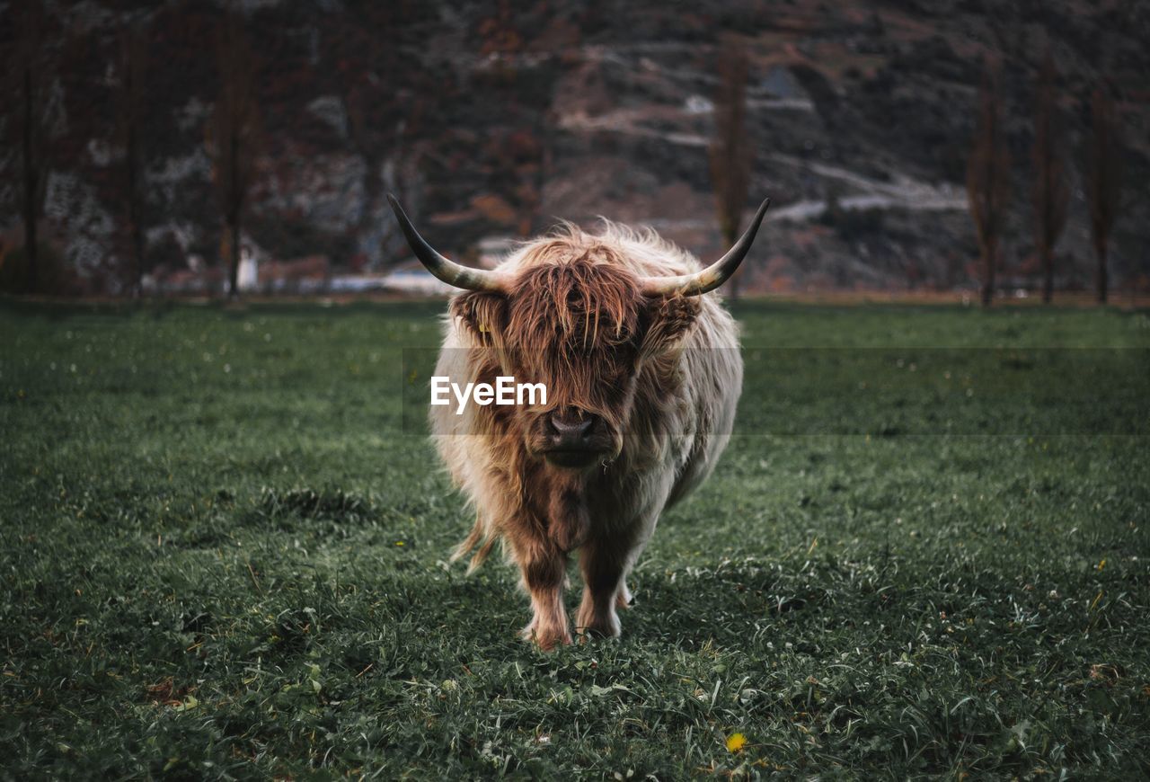 HORSE STANDING IN FIELD