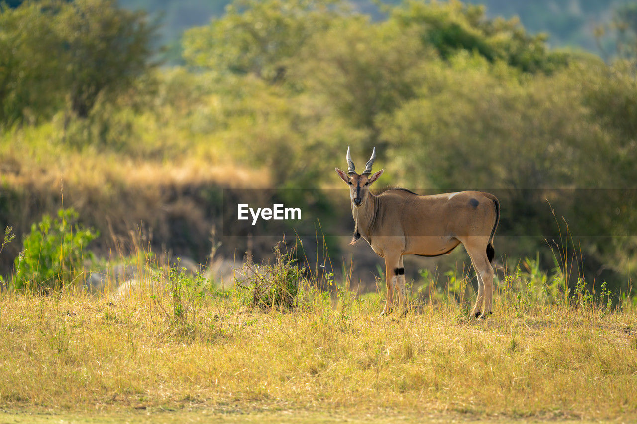 side view of deer standing on grassy field