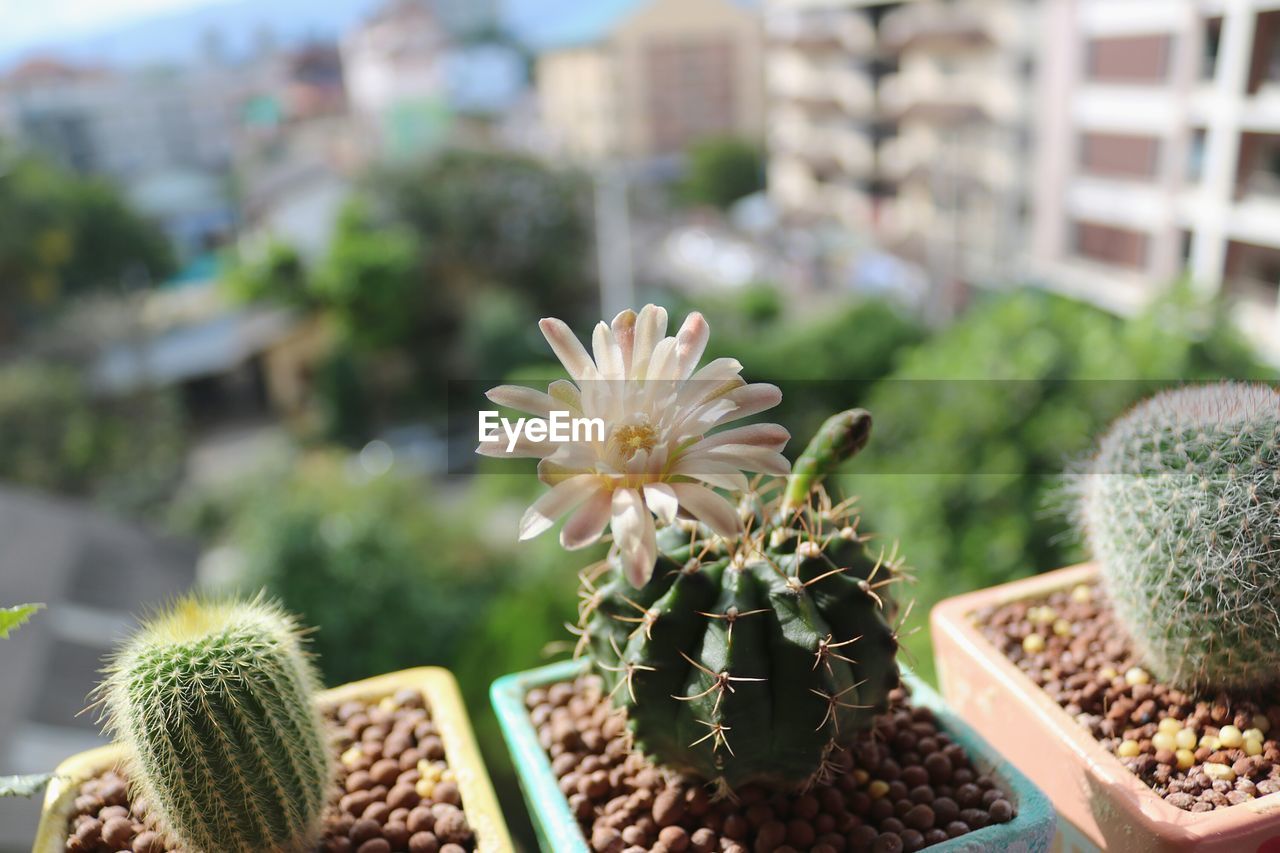 CLOSE-UP OF SUCCULENT PLANTS