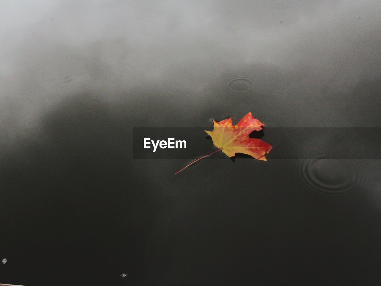 Close-up of maple leaf on water during autumn