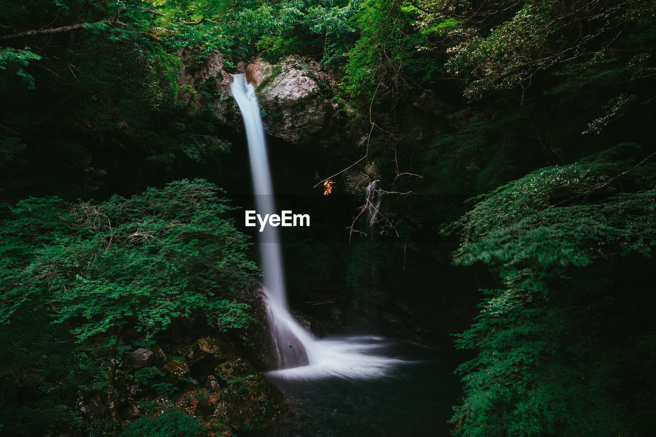 Scenic view of waterfall in forest