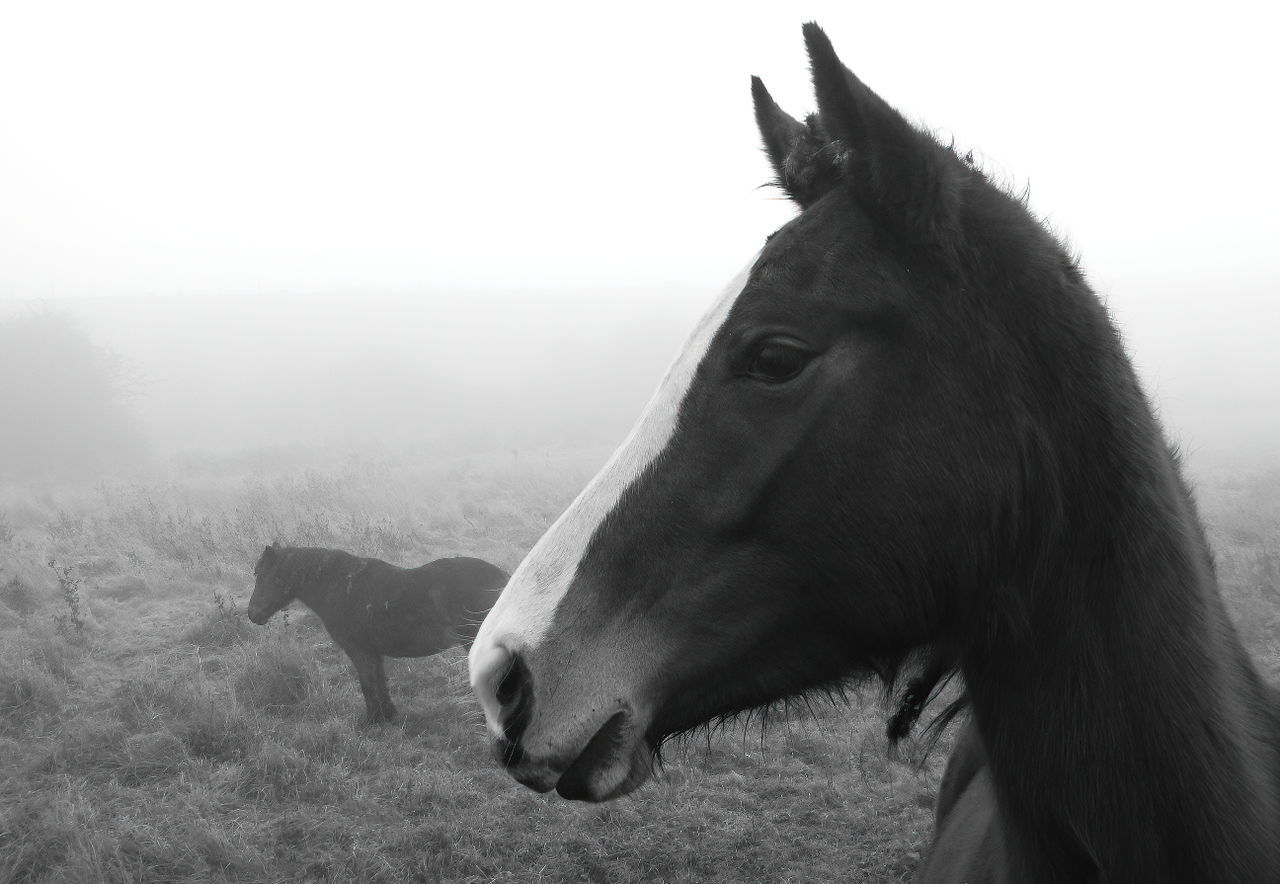 animal, horse, animal themes, mammal, domestic animals, fog, livestock, black and white, animal wildlife, one animal, pet, mustang horse, mane, landscape, monochrome, nature, monochrome photography, environment, stallion, field, sky, land, grass, animal body part, no people, rural scene, working animal, plant, side view, pasture, outdoors, animal head, agriculture, day, mare, beauty in nature, non-urban scene, plain, herbivorous, animal hair, mountain