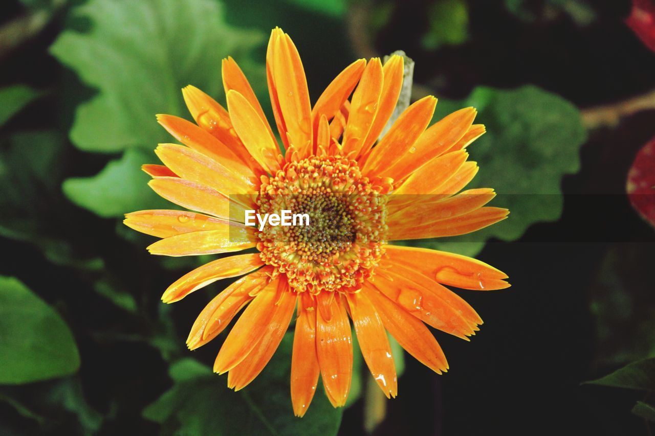 CLOSE-UP OF FLOWER