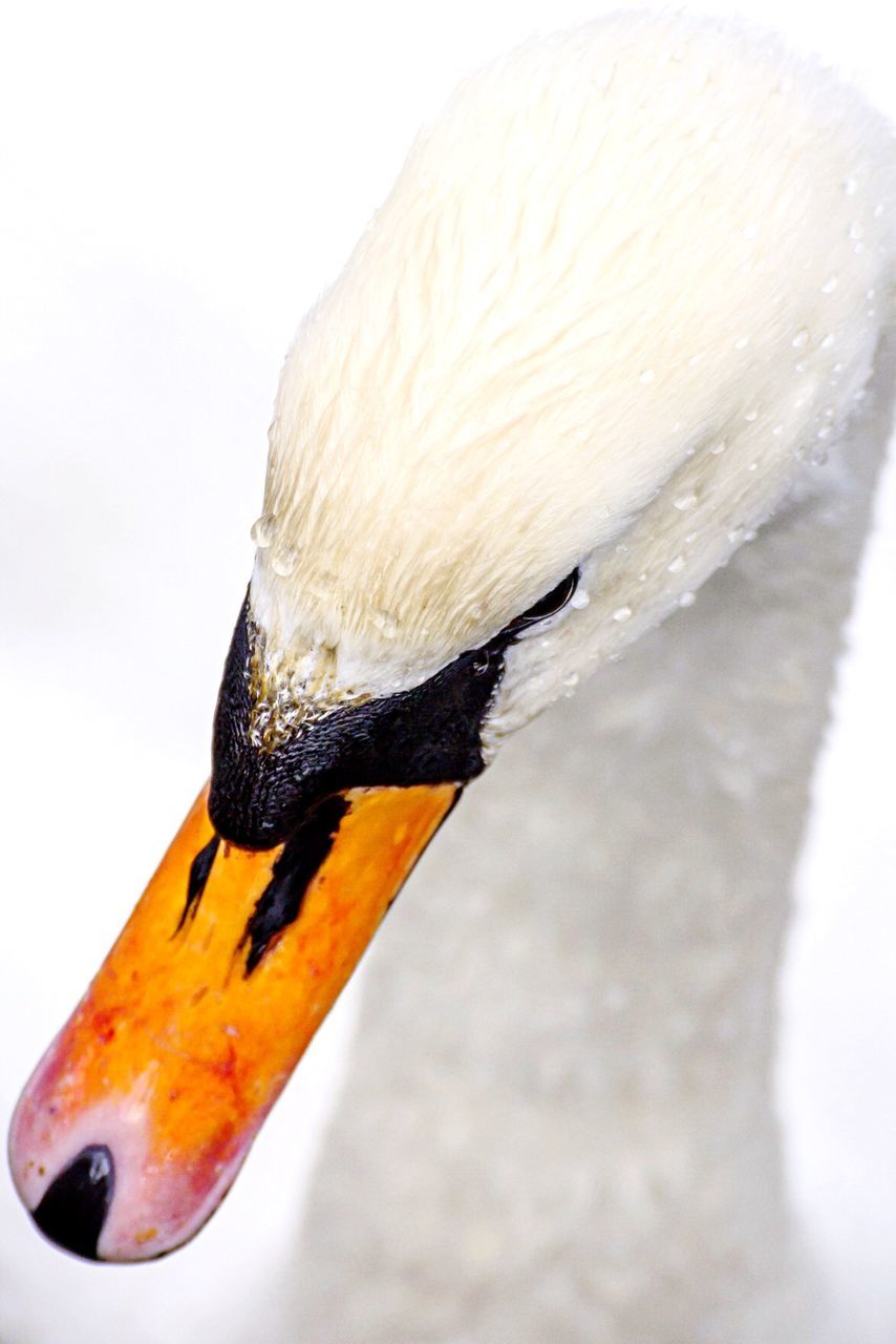 High angle view of wet swan