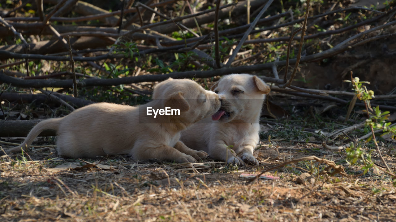 Dog playing in grass