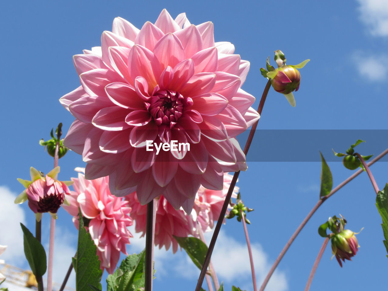 Berliner kleene dahlia plant with pink flowers against the blue sky at summer