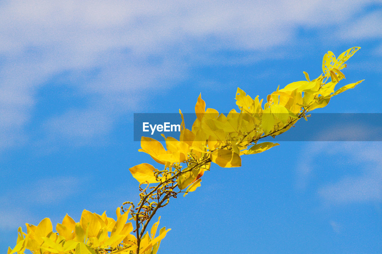 yellow, sky, plant, flower, nature, blue, branch, beauty in nature, tree, sunlight, flowering plant, no people, growth, leaf, cloud, outdoors, freshness, close-up, blossom, macro photography, plant part, low angle view, day, vibrant color, autumn, fragility, copy space