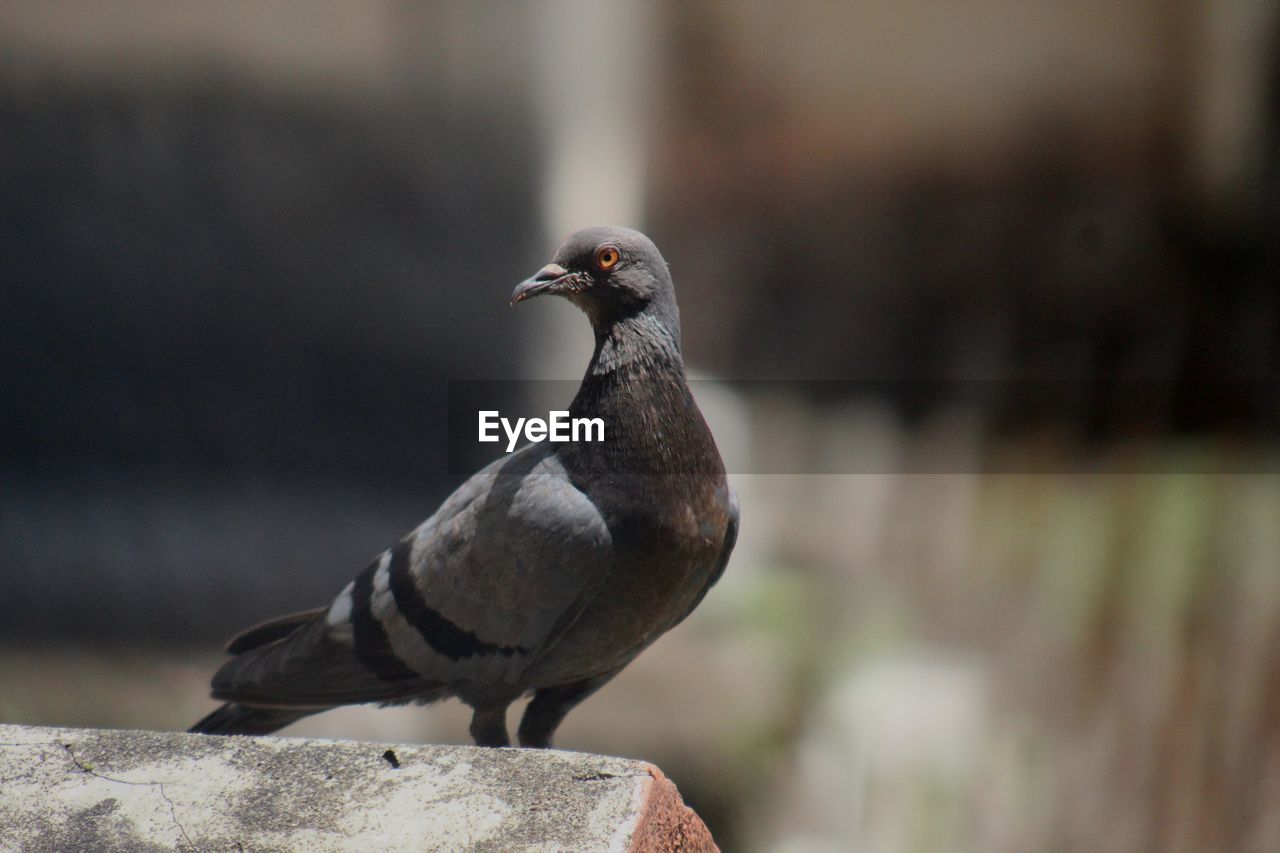 CLOSE-UP OF A BIRD PERCHING ON ROCK