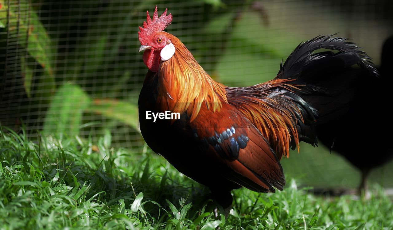 Close-up of rooster on field