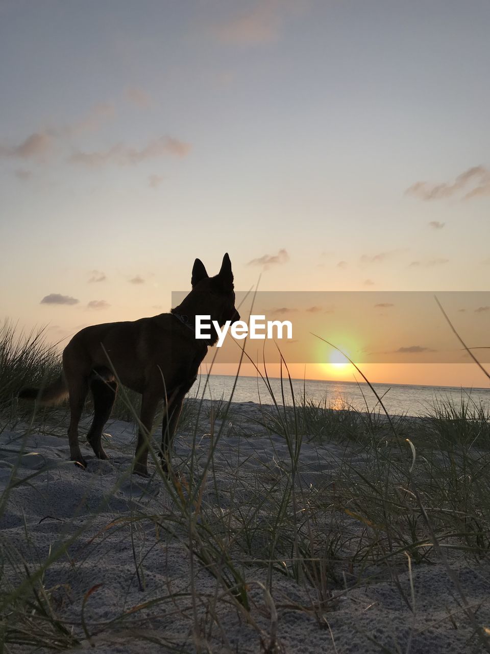 Dog standing on land against sky during sunset