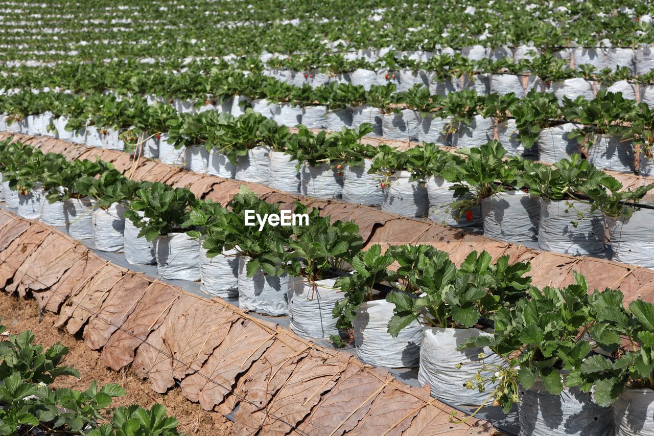 High angle view of plants