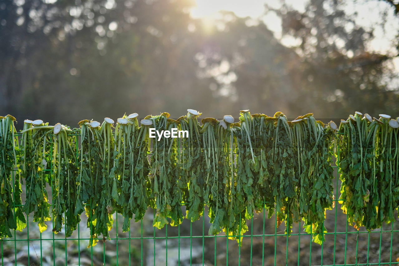 CLOSE-UP OF PLANTS GROWING ON FIELD